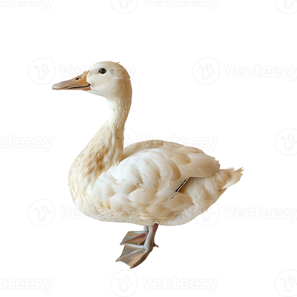 White pekin duck on isolated transparent background png