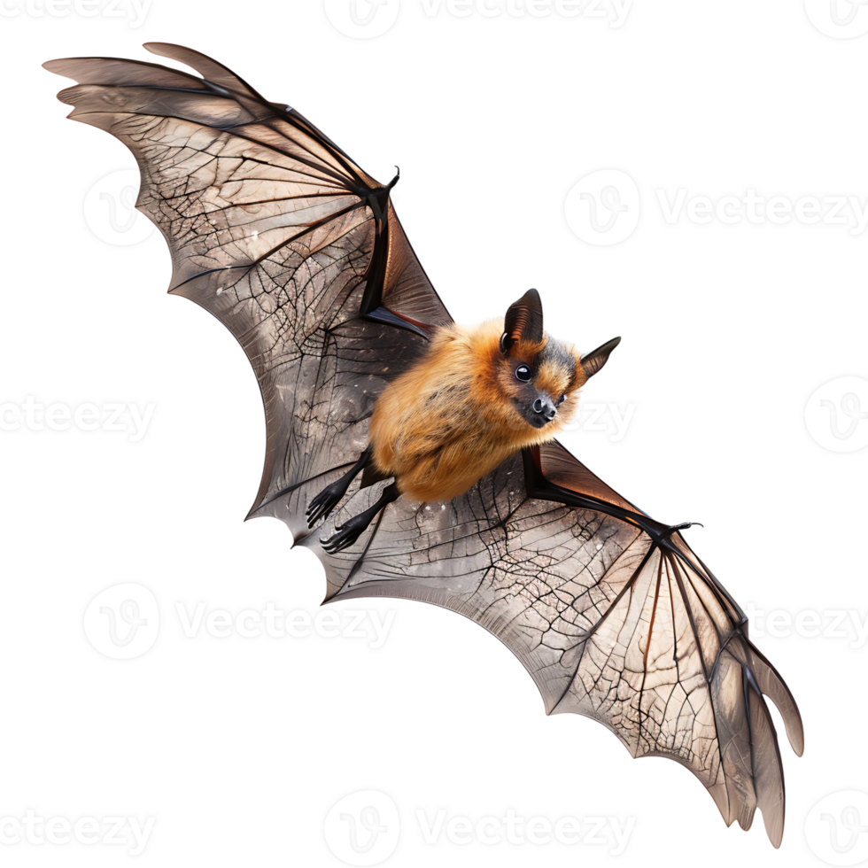 Bat flying on isolated transparent background png