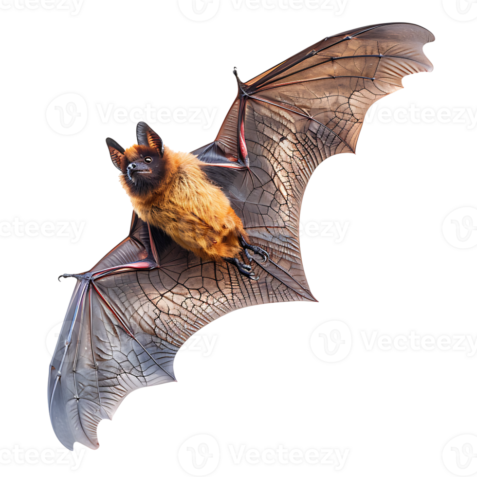 Bat flying on isolated transparent background png