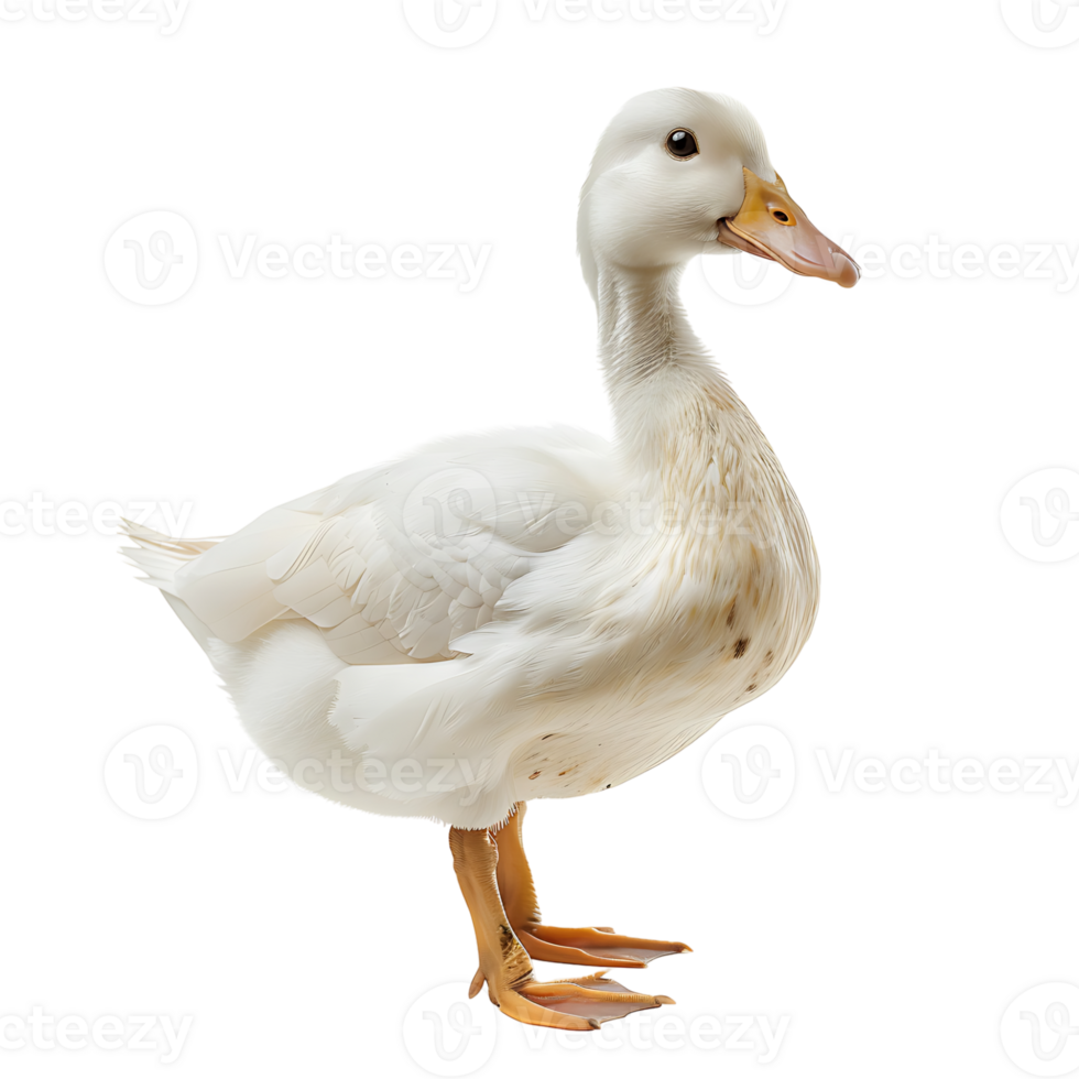 White pekin duck on isolated transparent background png