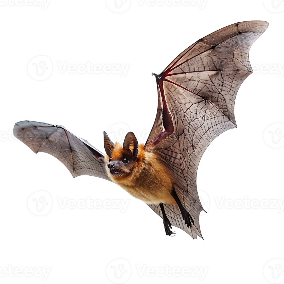 Bat flying on isolated transparent background png
