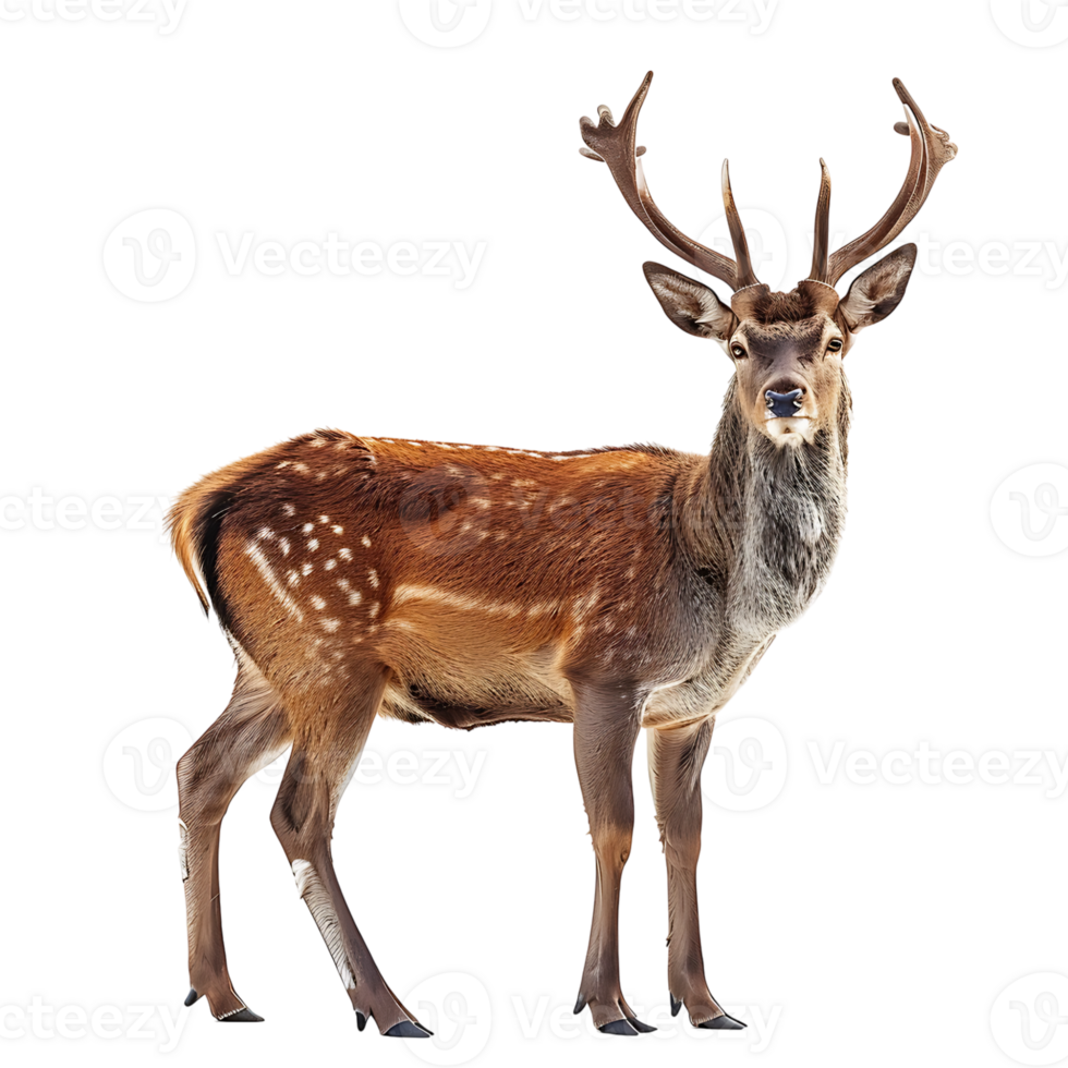 Deer full body shot on isolated transparent background png