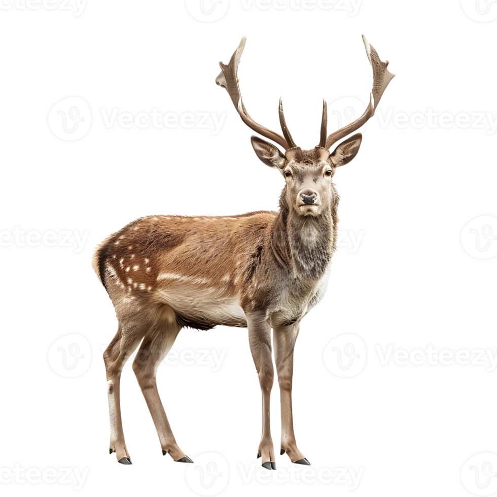 Deer full body shot on isolated transparent background png