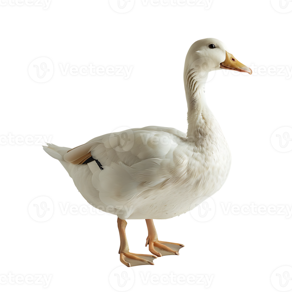 White pekin duck on isolated transparent background png