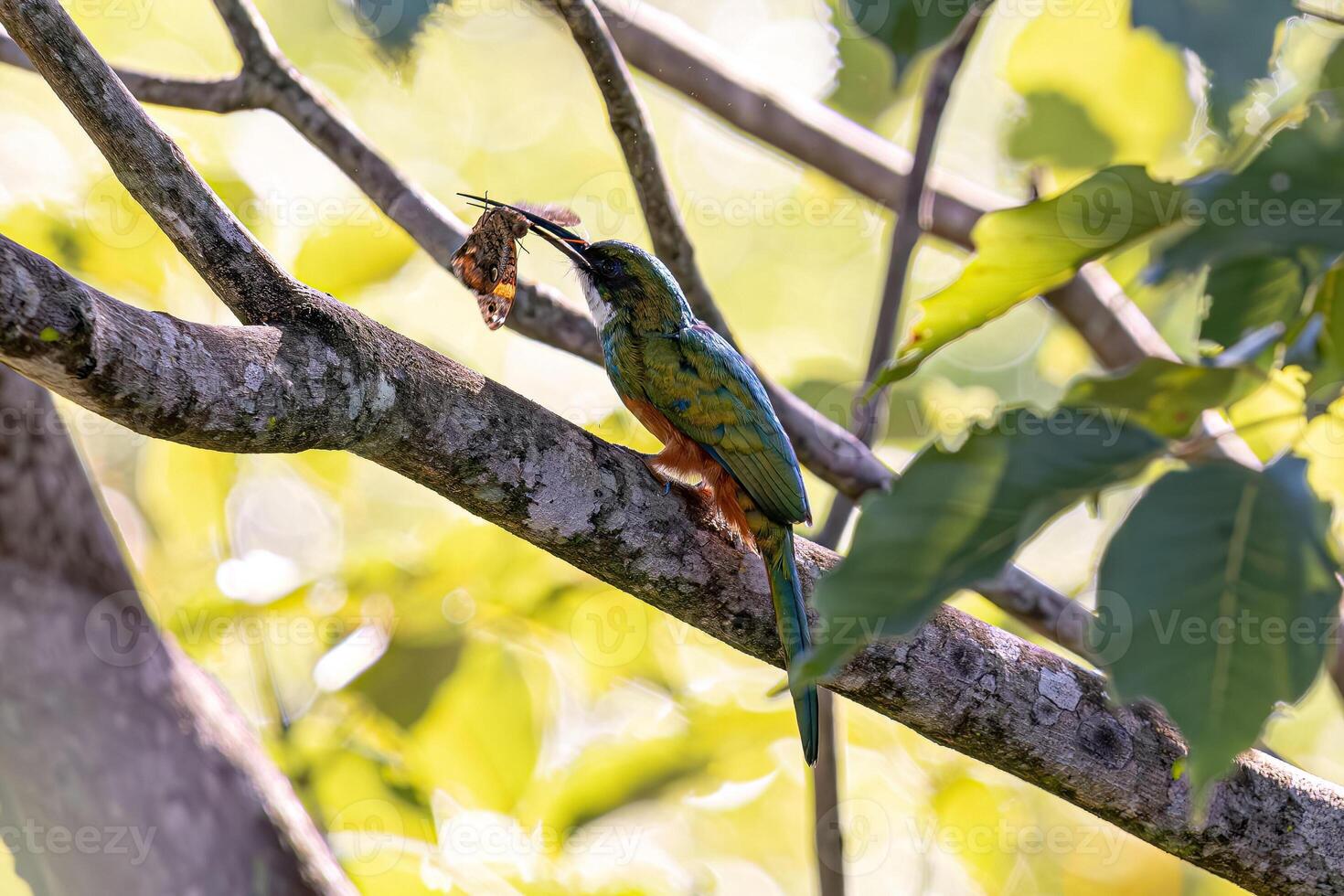 animal cola rufa jacamar pájaro presa en un mariposa foto