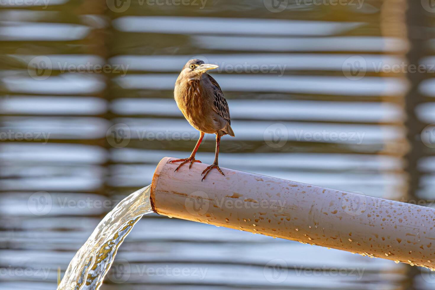 Striated Heron Bird photo