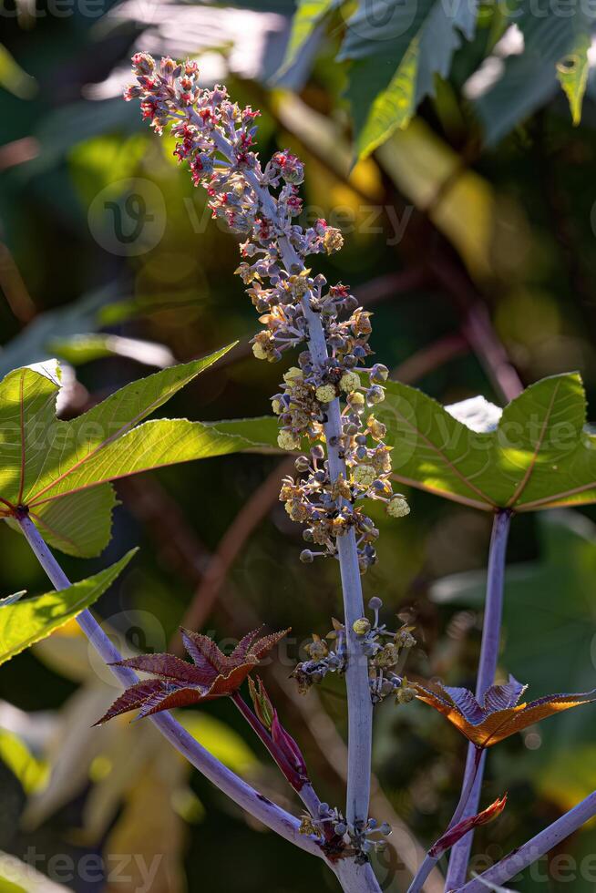 Green Castor Bean Plant photo