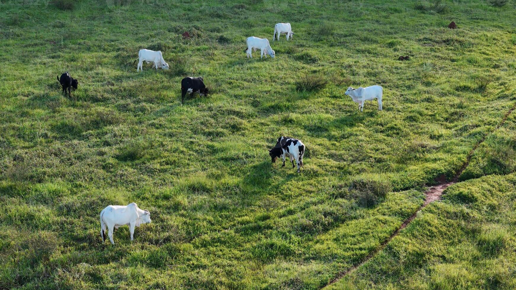 cattle cows grazing in a field in the late afternoon photo