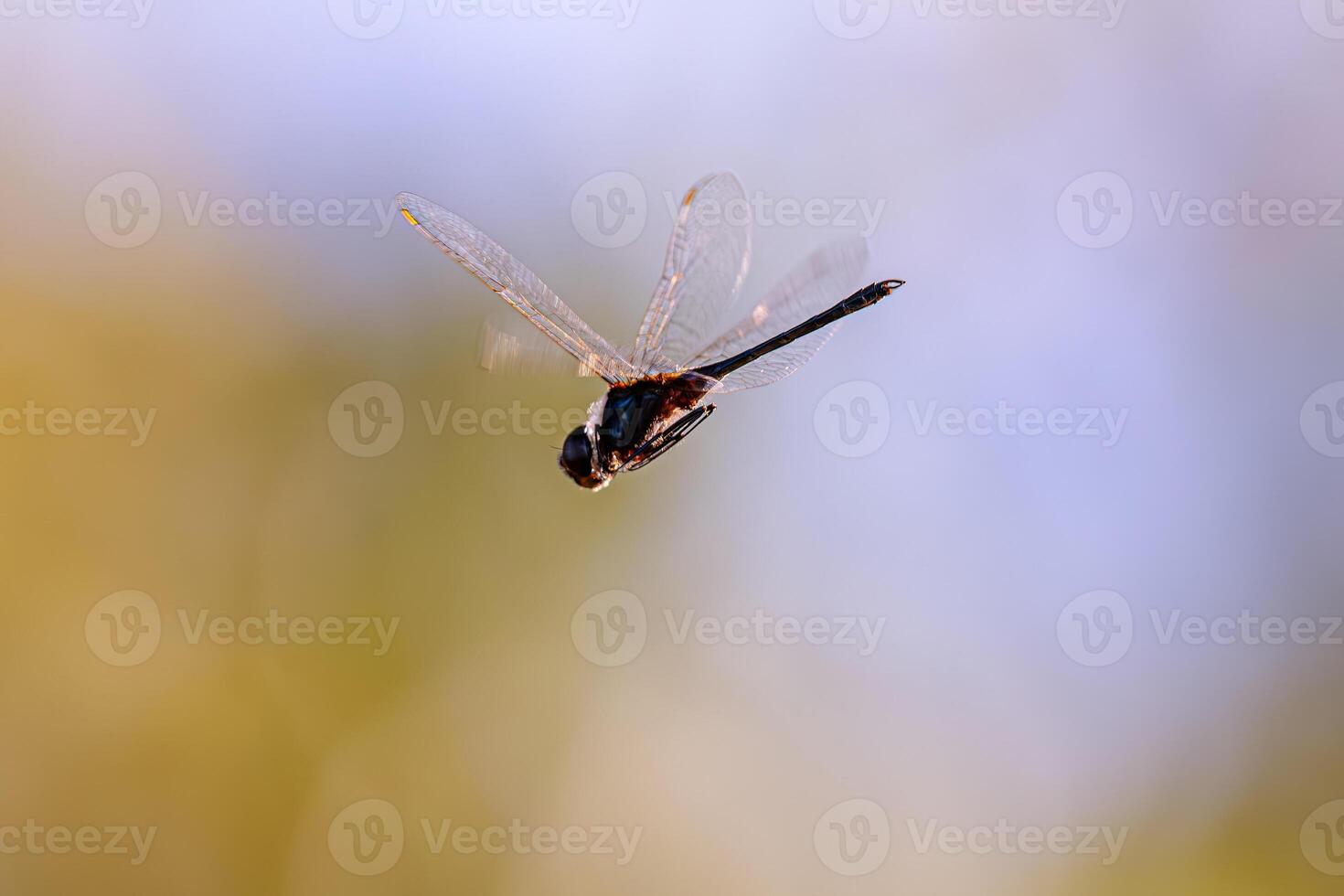 Adult Metallic Pennant Dragonfly Insect photo