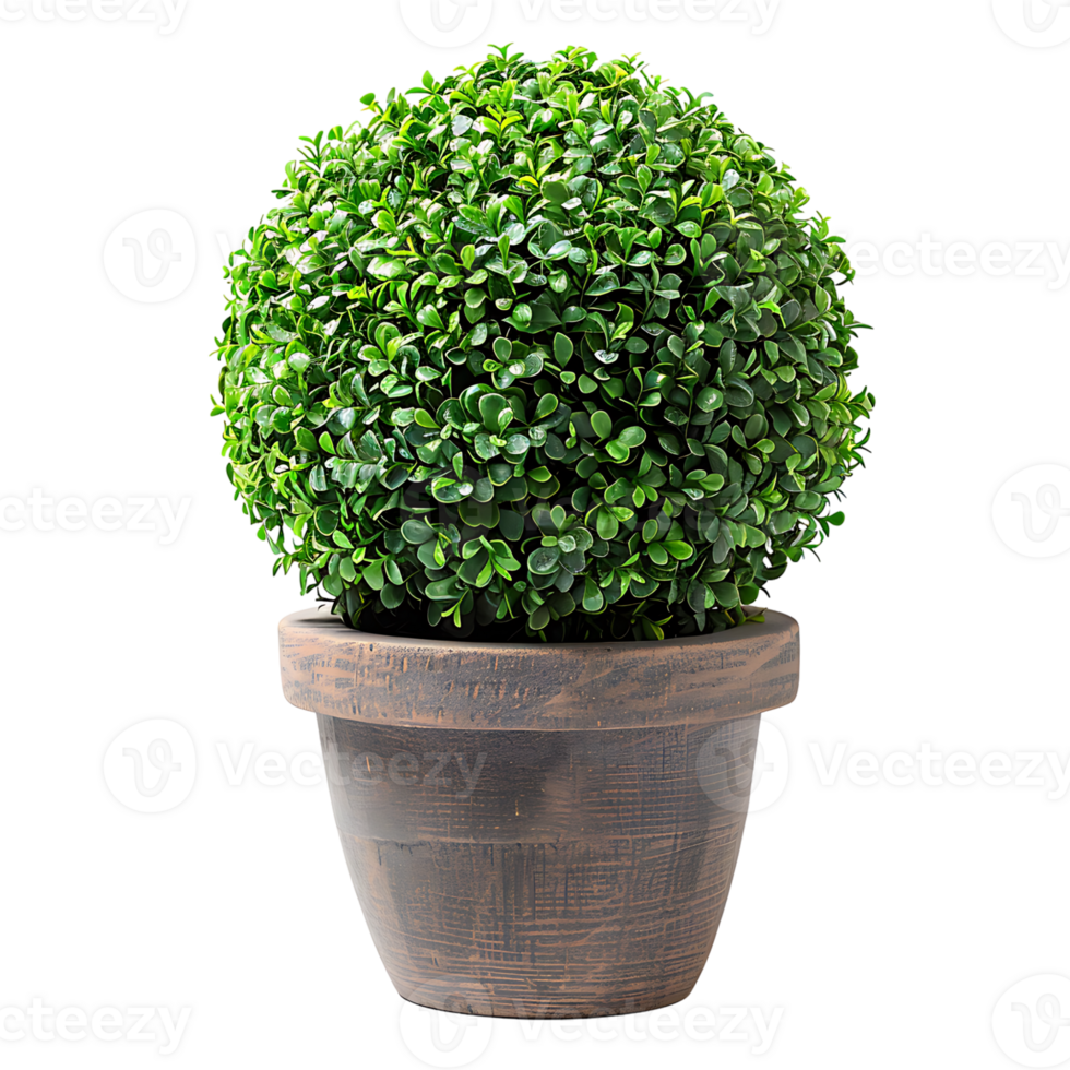 Sphere topiary in pot on isolated transparent background png