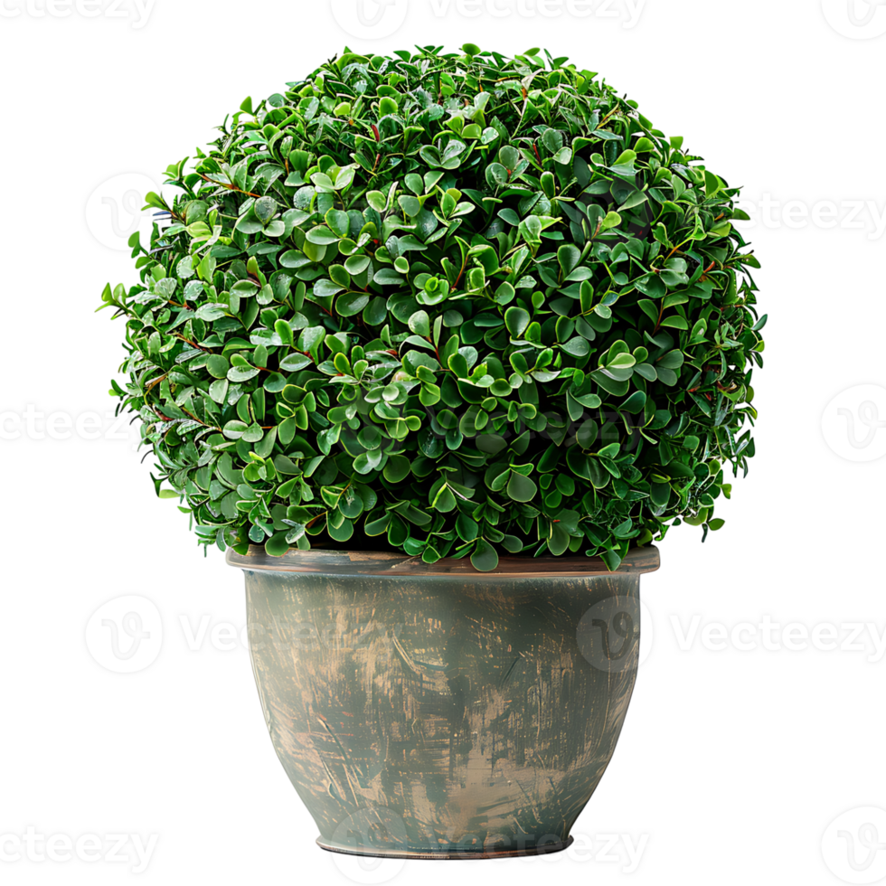 Sphere topiary in pot on isolated transparent background png