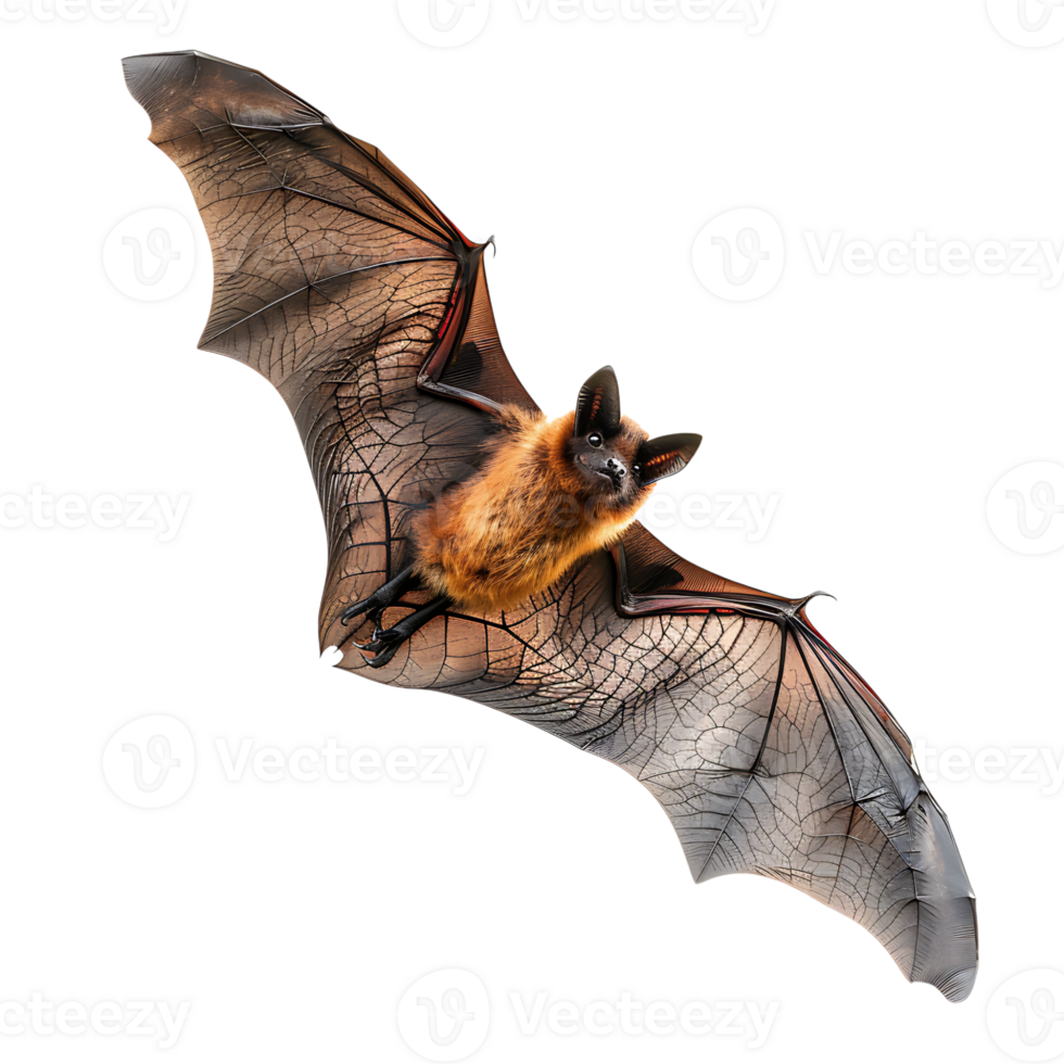 Bat flying on isolated transparent background png