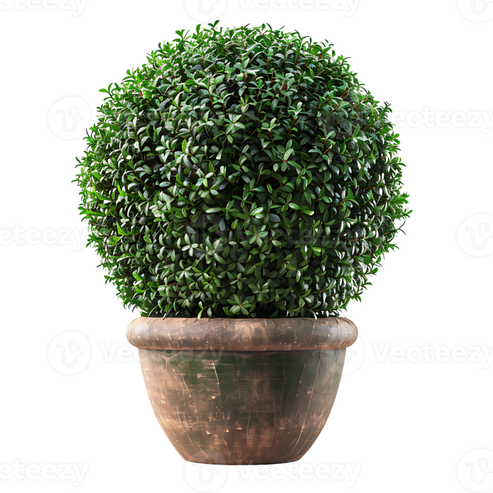 Sphere topiary in pot on isolated transparent background png
