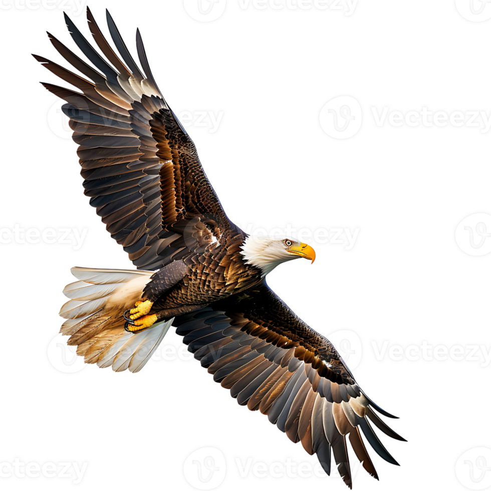 Bald eagle flying on isolated transparent background png