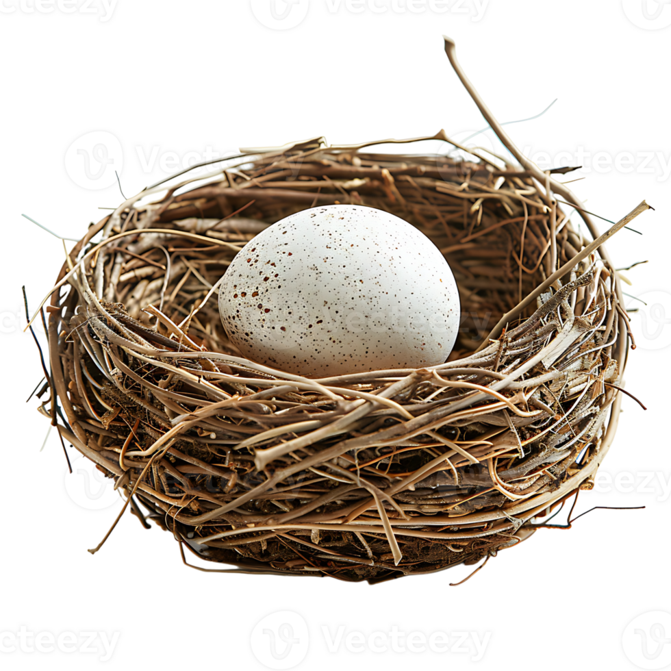 Bird nest with an egg on isolated transparent background png