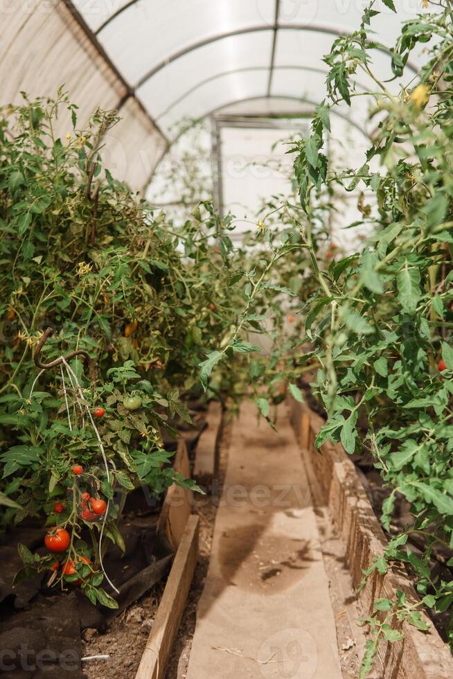 Tomatoes are hanging on a branch in the greenhouse. The concept of gardening and life in the country. A large greenhouse for growing homemade tomatoes. photo
