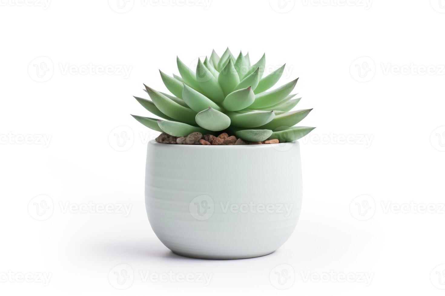 Succulent in Pot isolated on white background, Echeveria close-up. photo