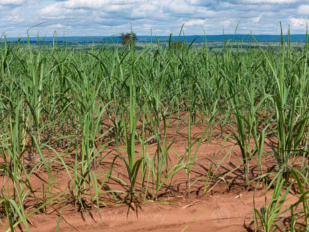 campo azúcar caña cultivo foto