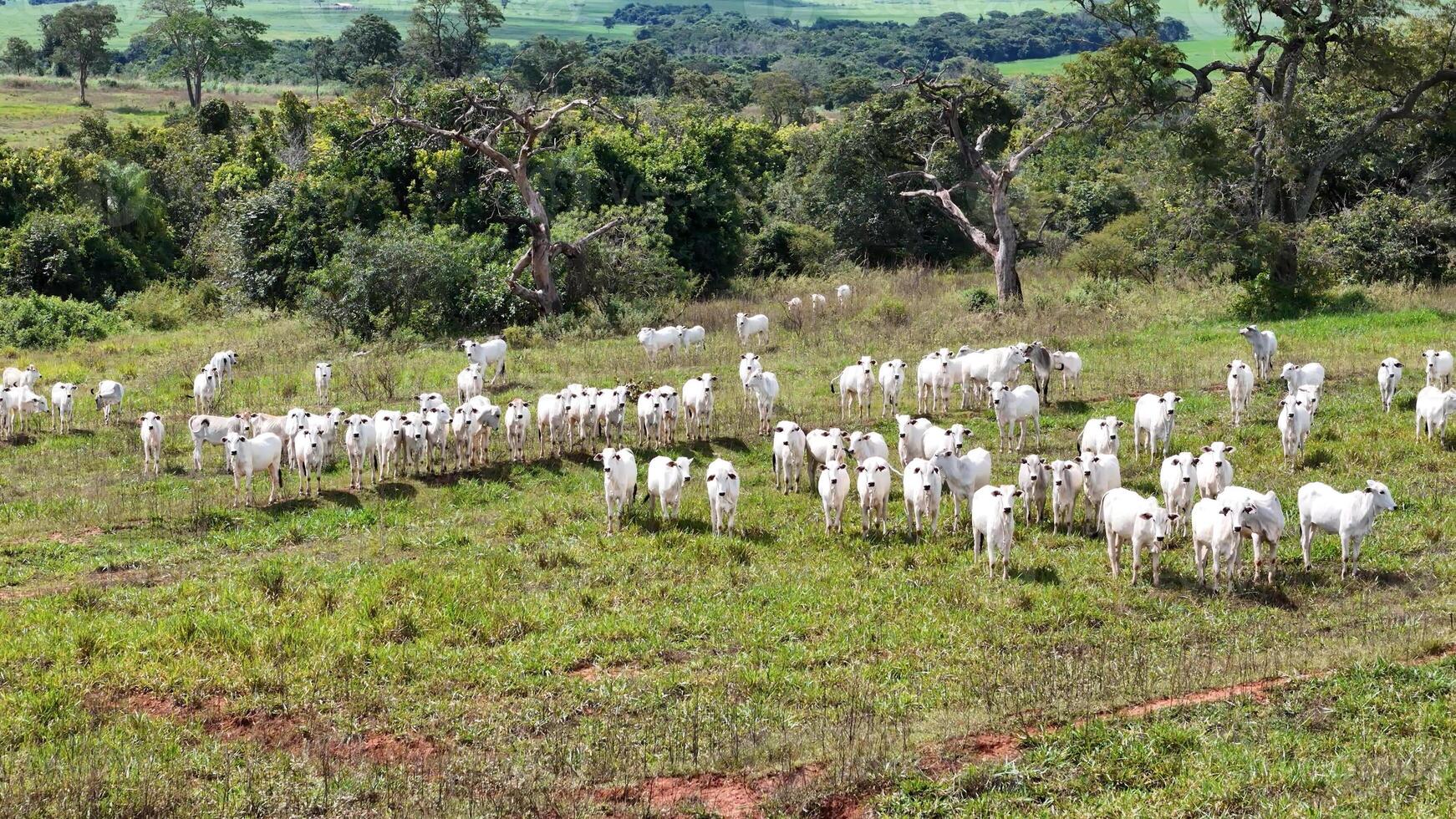 field pasture area with white cows grazing photo