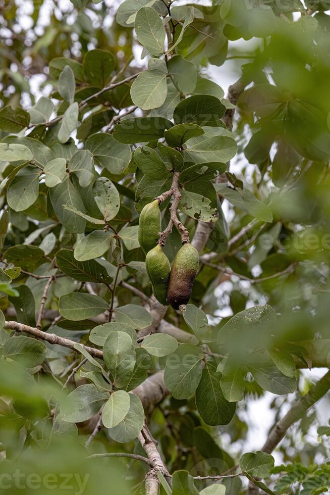 árbol de los pies apestosos con frutas foto