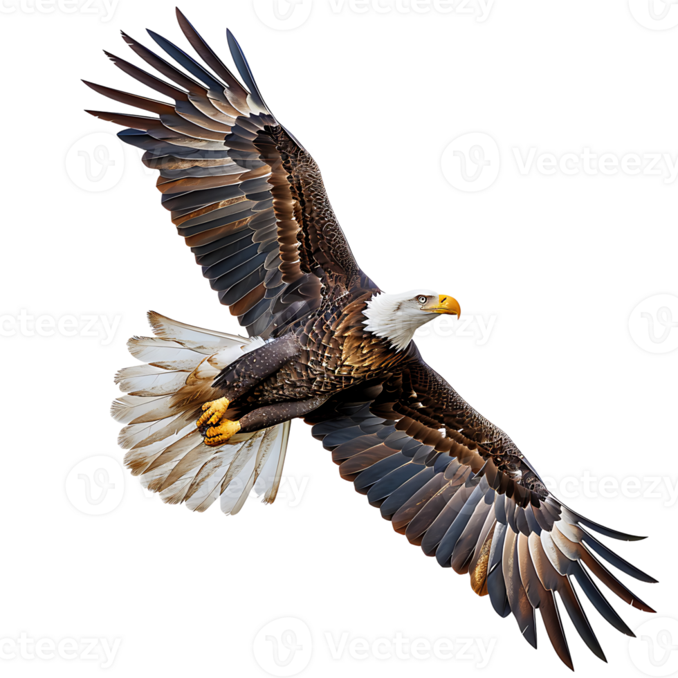 Bald eagle flying on isolated transparent background png