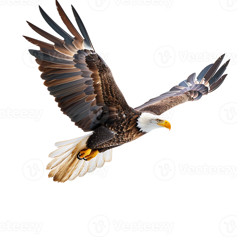 Bald eagle flying on isolated transparent background png
