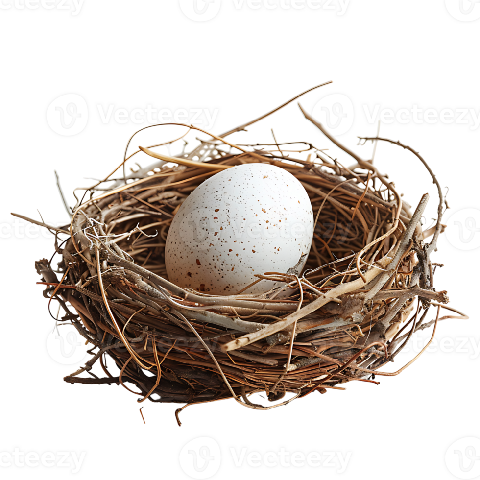 Bird nest with an egg on isolated transparent background png