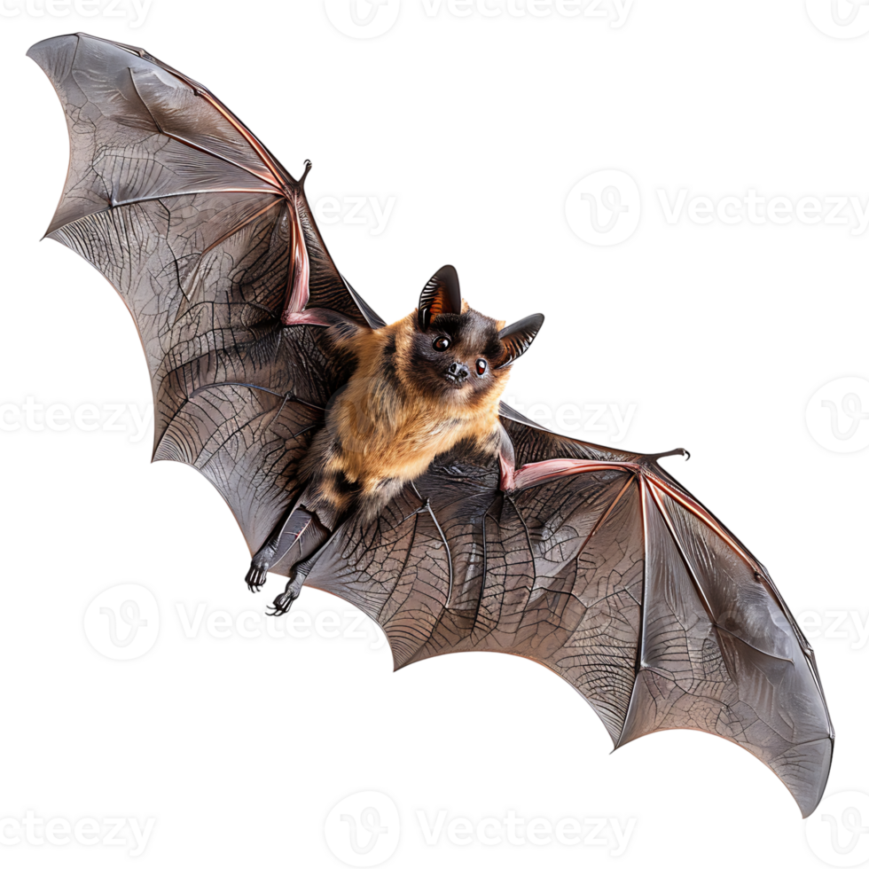 Bat flying on isolated transparent background png