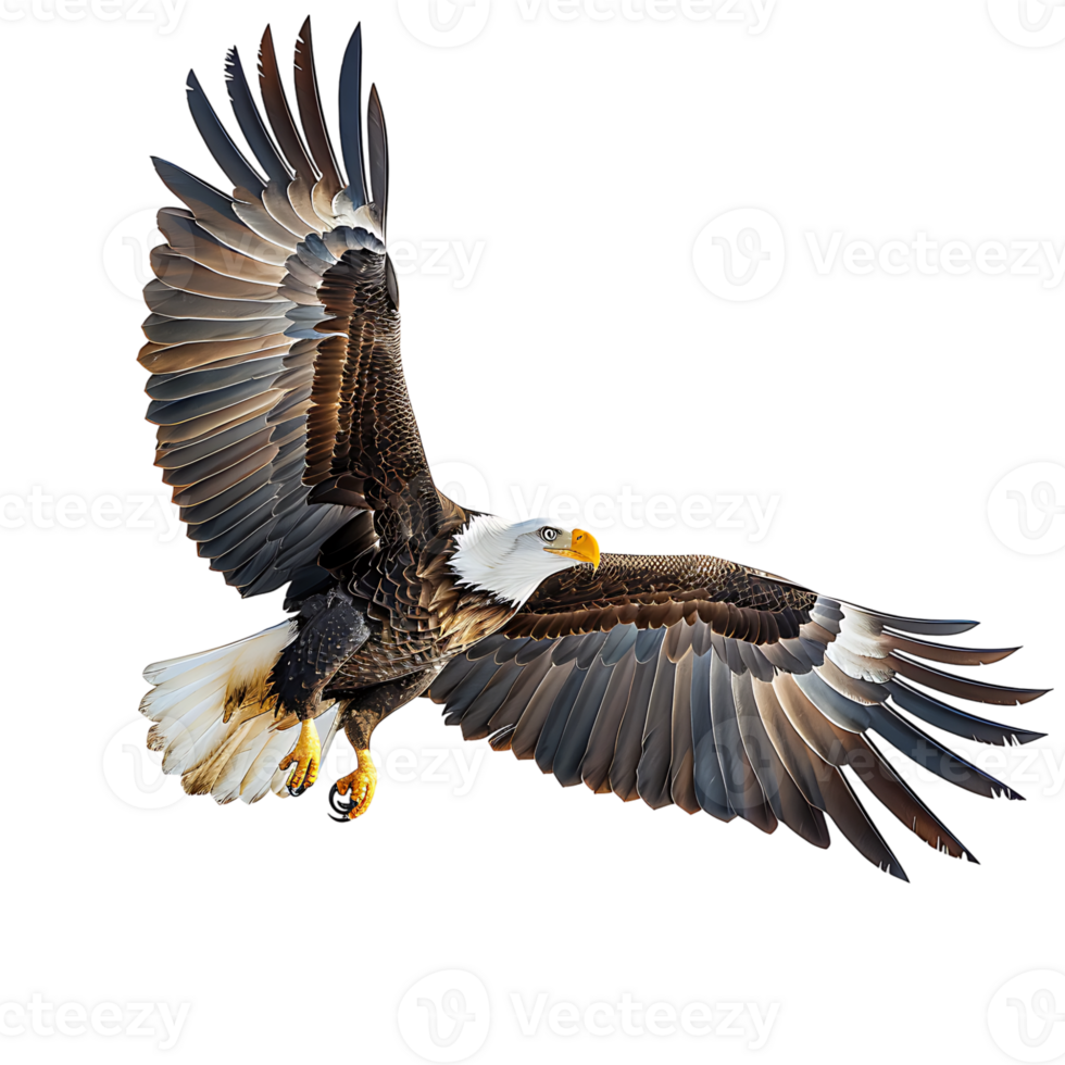 Bald eagle flying on isolated transparent background png