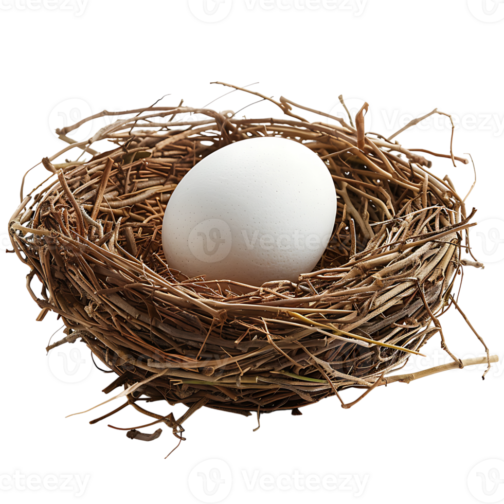 Bird nest with an egg on isolated transparent background png