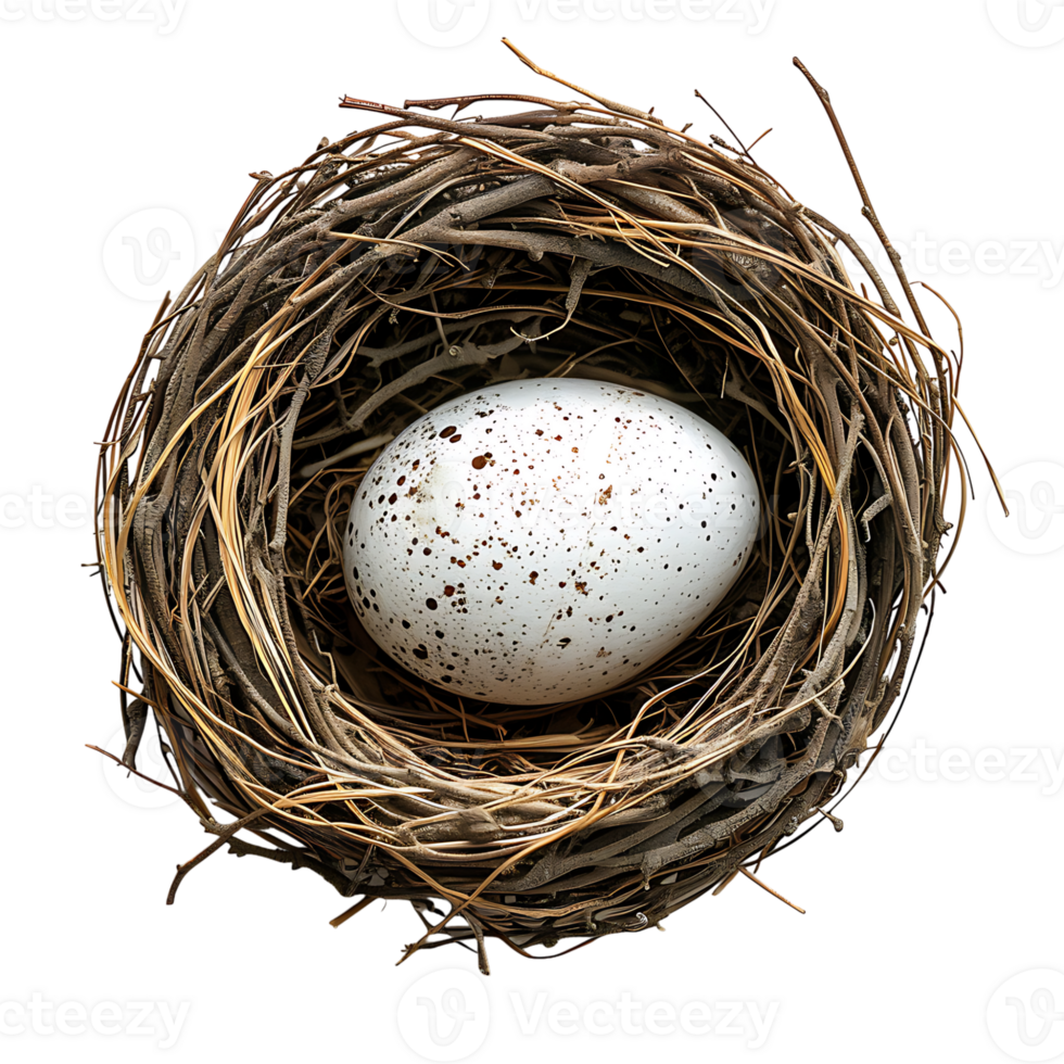 Bird nest with an egg on isolated transparent background png