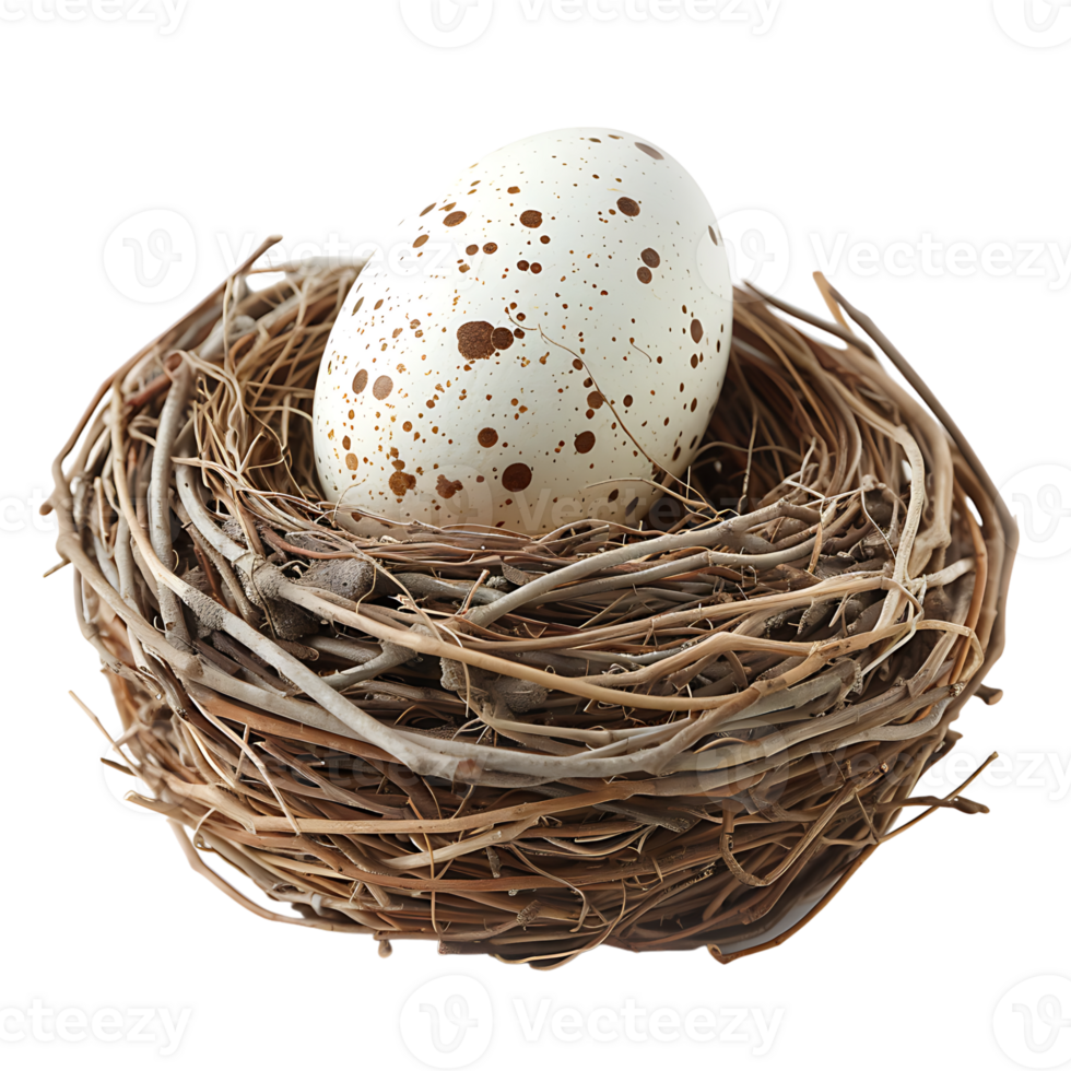 Bird nest with an egg on isolated transparent background png