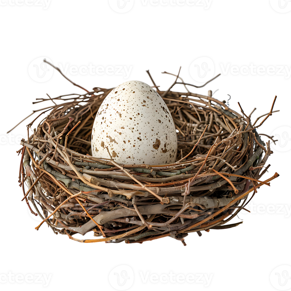 Bird nest with an egg on isolated transparent background png