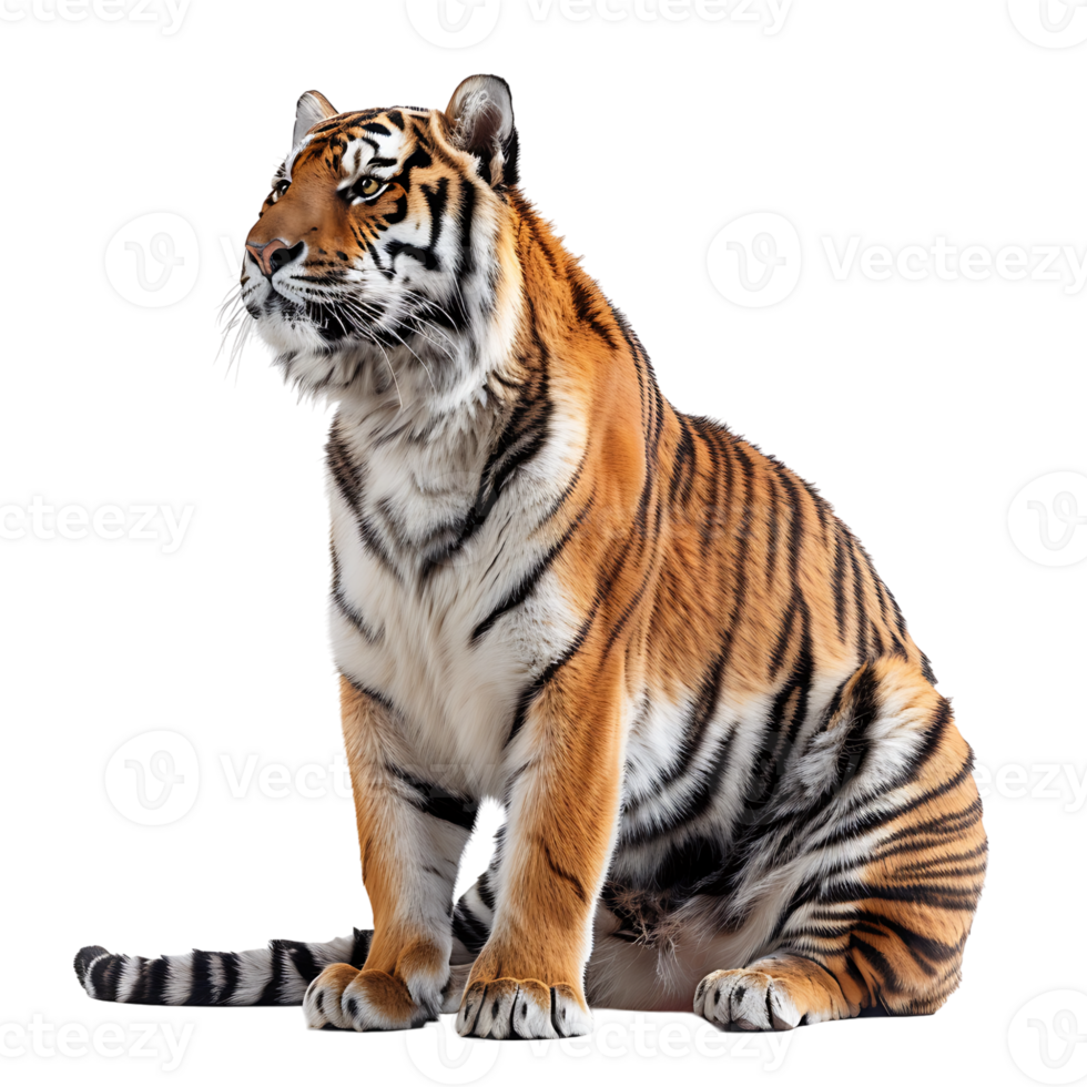 Tiger sitting on isolated transparent background png