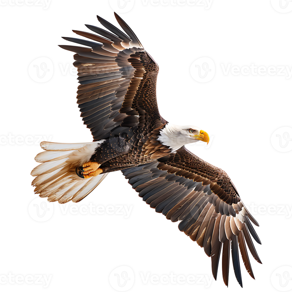 Bald eagle flying on isolated transparent background png