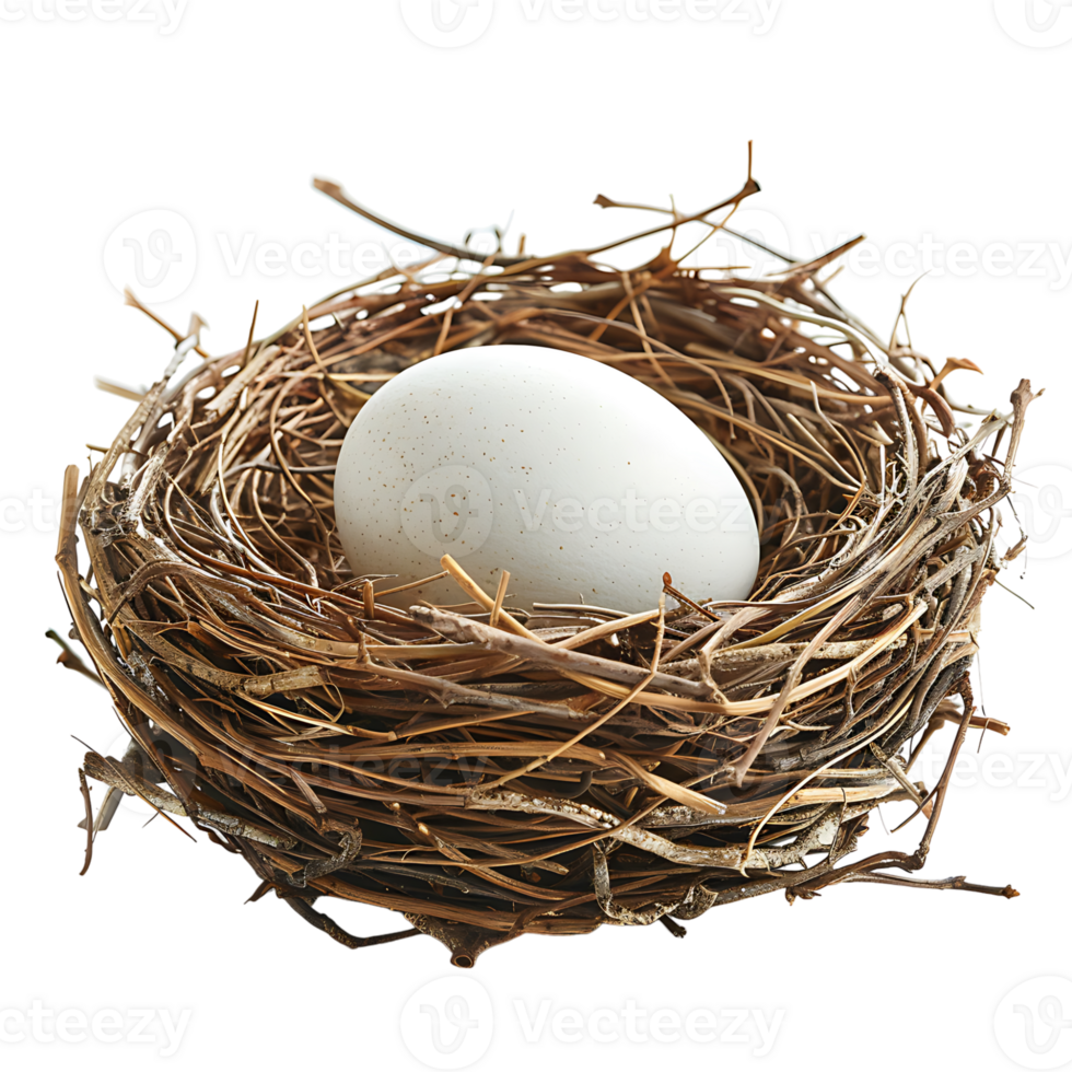 Bird nest with an egg on isolated transparent background png