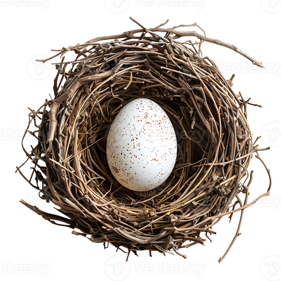 Bird nest with an egg on isolated transparent background png