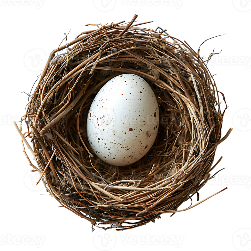 Bird nest with an egg on isolated transparent background png