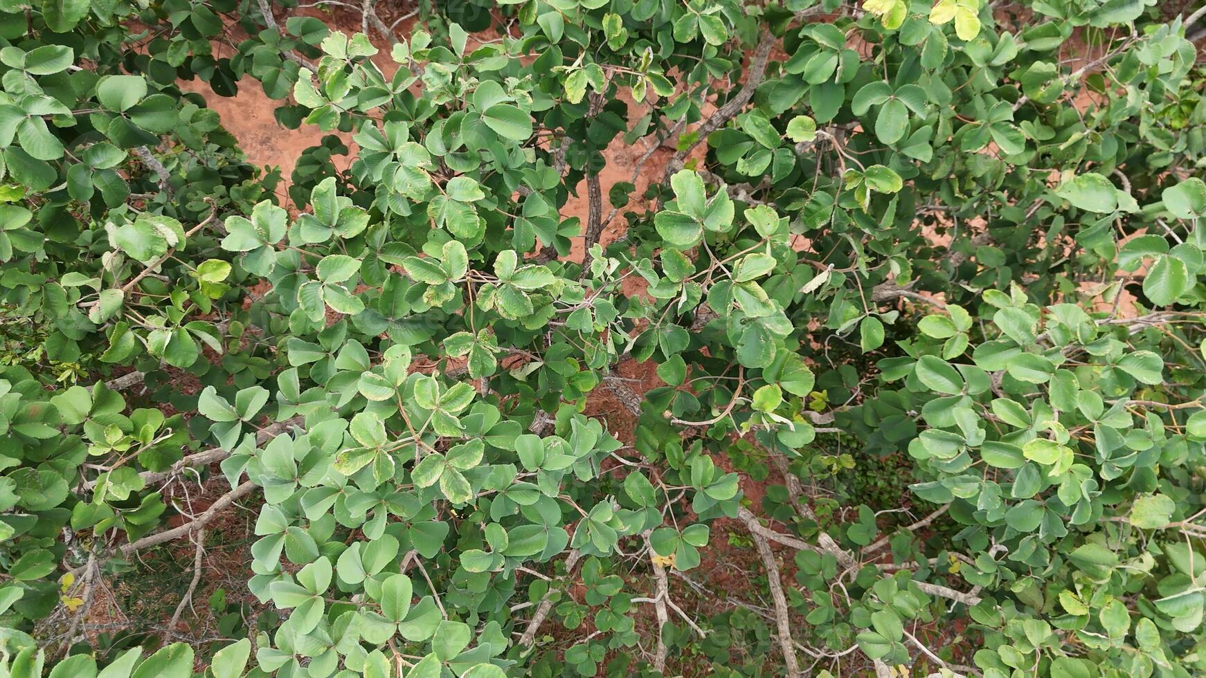 pekea nuez árbol hojas foto