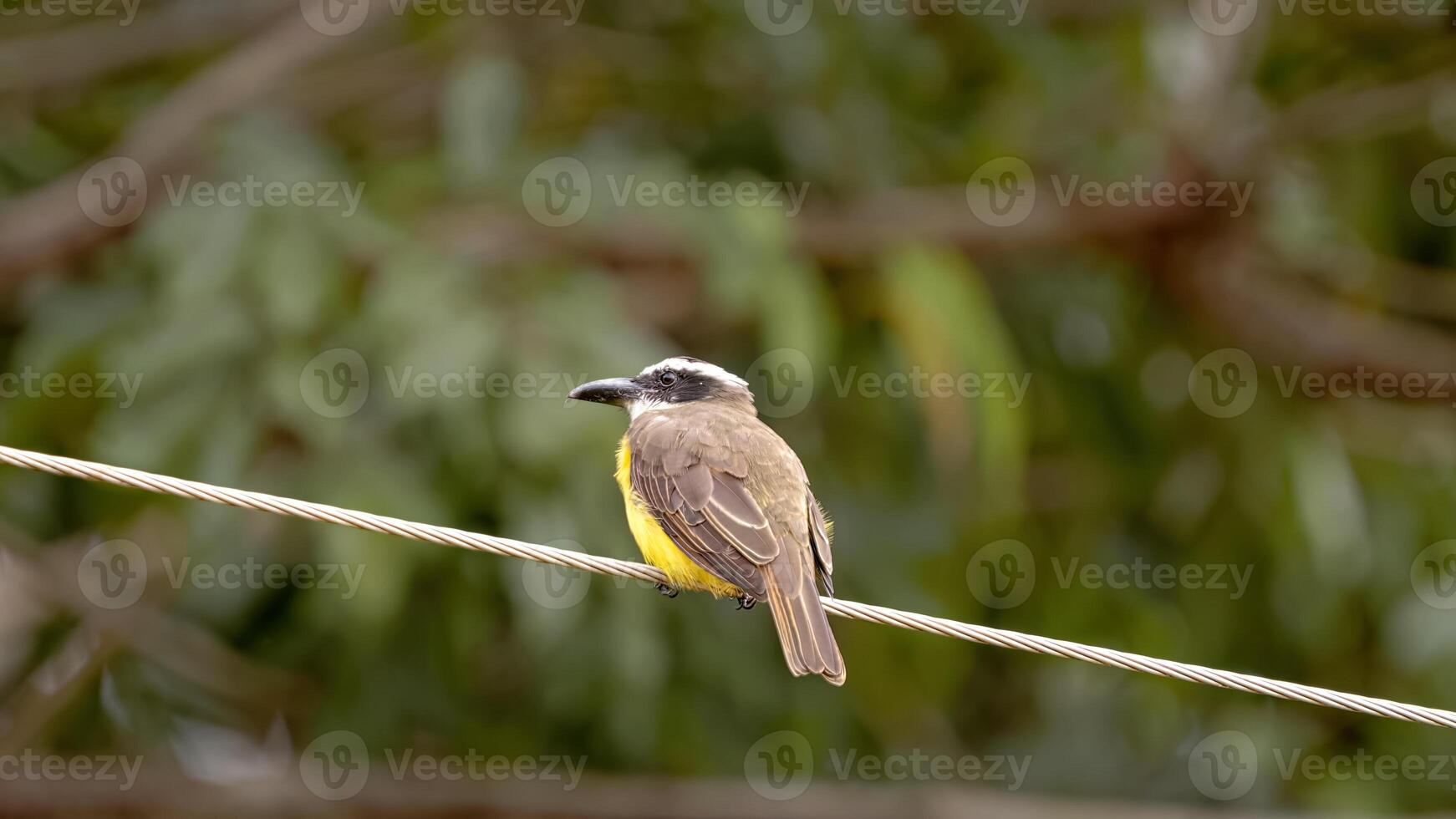 Boat billed Flycatcher Animal photo