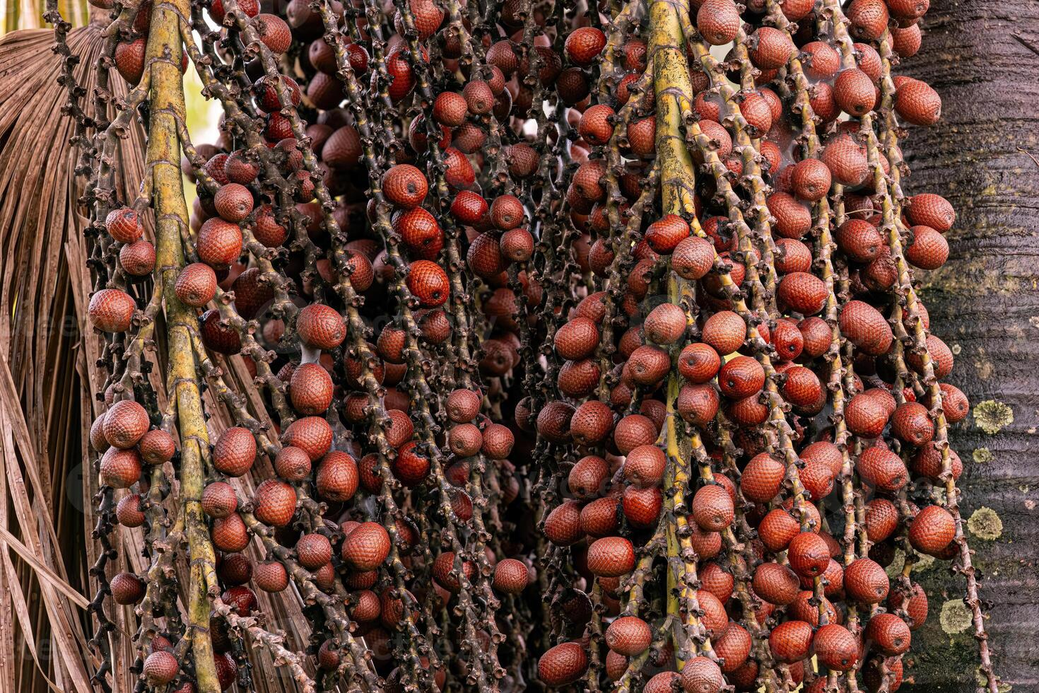 fruits of the buriti palm tree photo