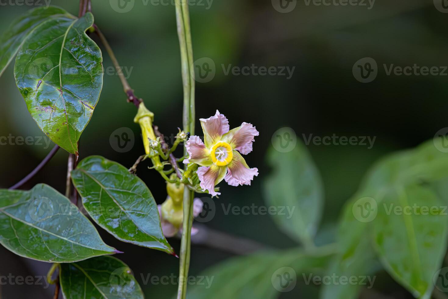 Wild flowering plant photo