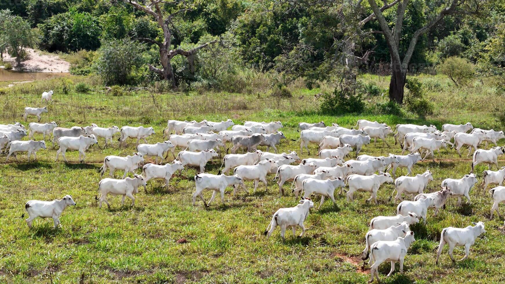 field pasture area with white cows grazing photo