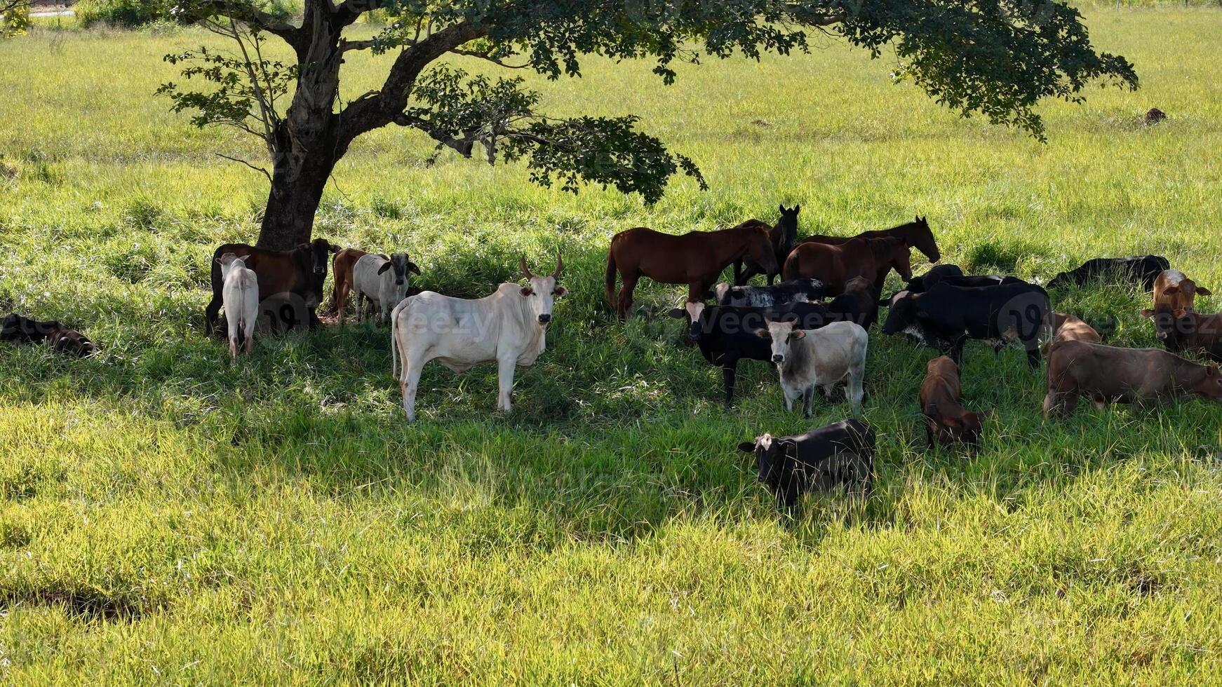 cows and horses in a field taking refuge from the afternoon sun in the shade of a tree photo