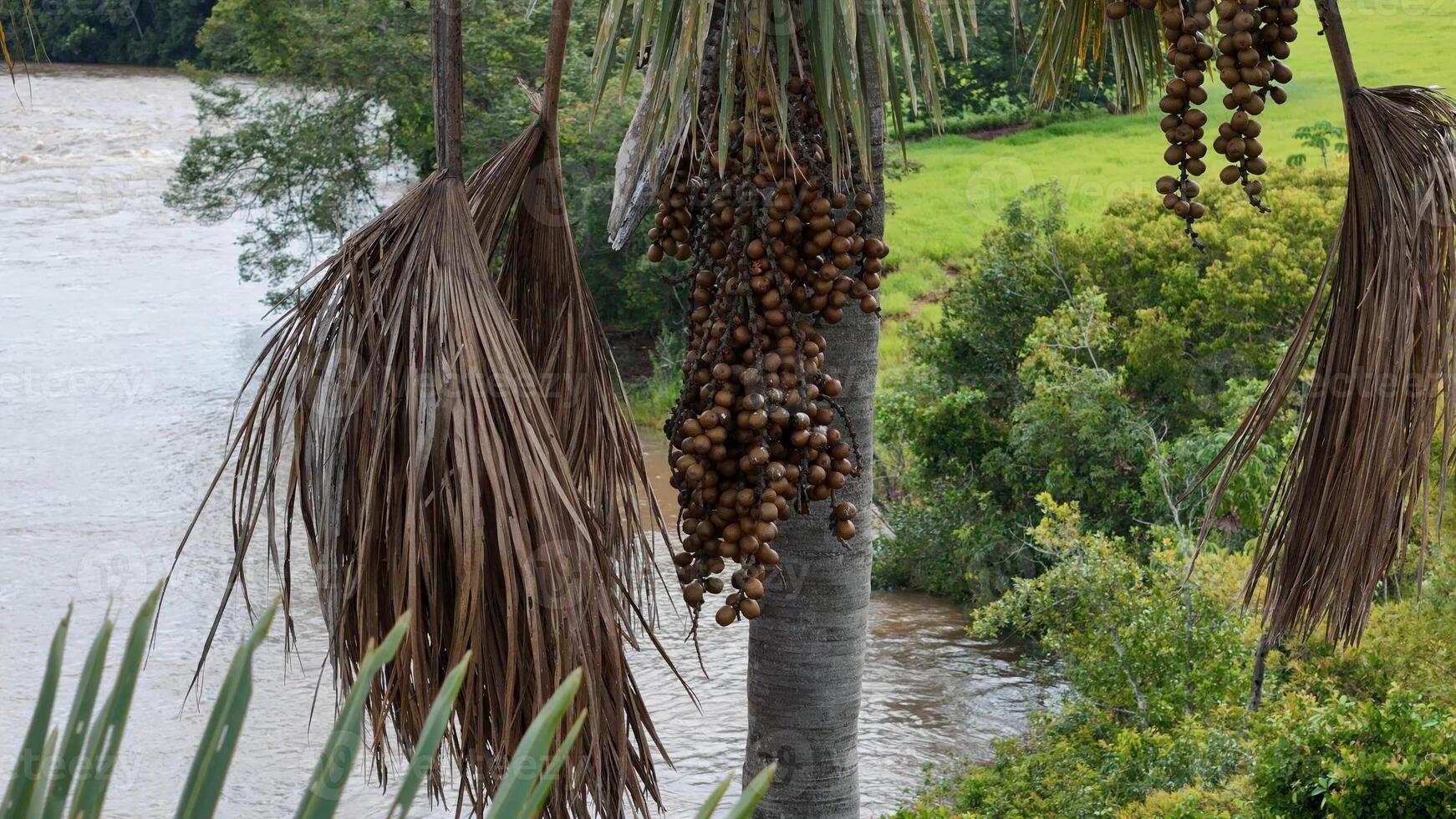 frutas de el buriti palma árbol foto