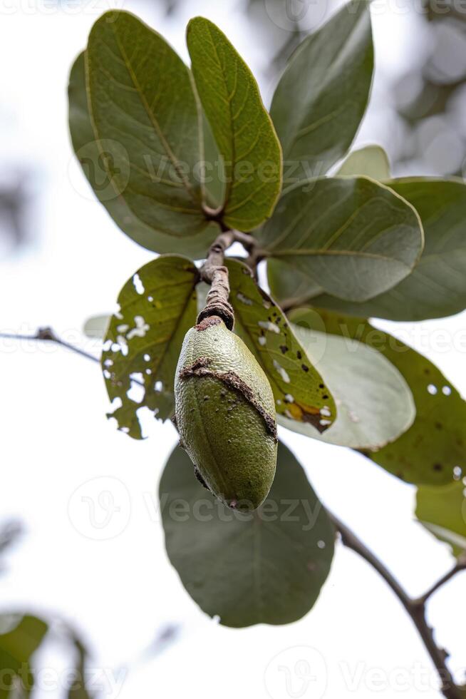 Stinkingtoe Tree with Fruits photo