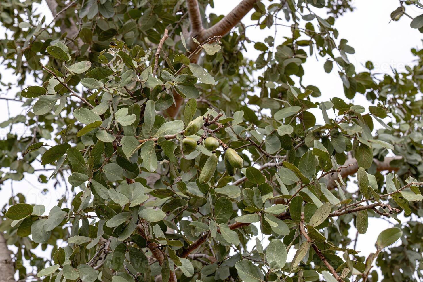 Stinkingtoe Tree with Fruits photo