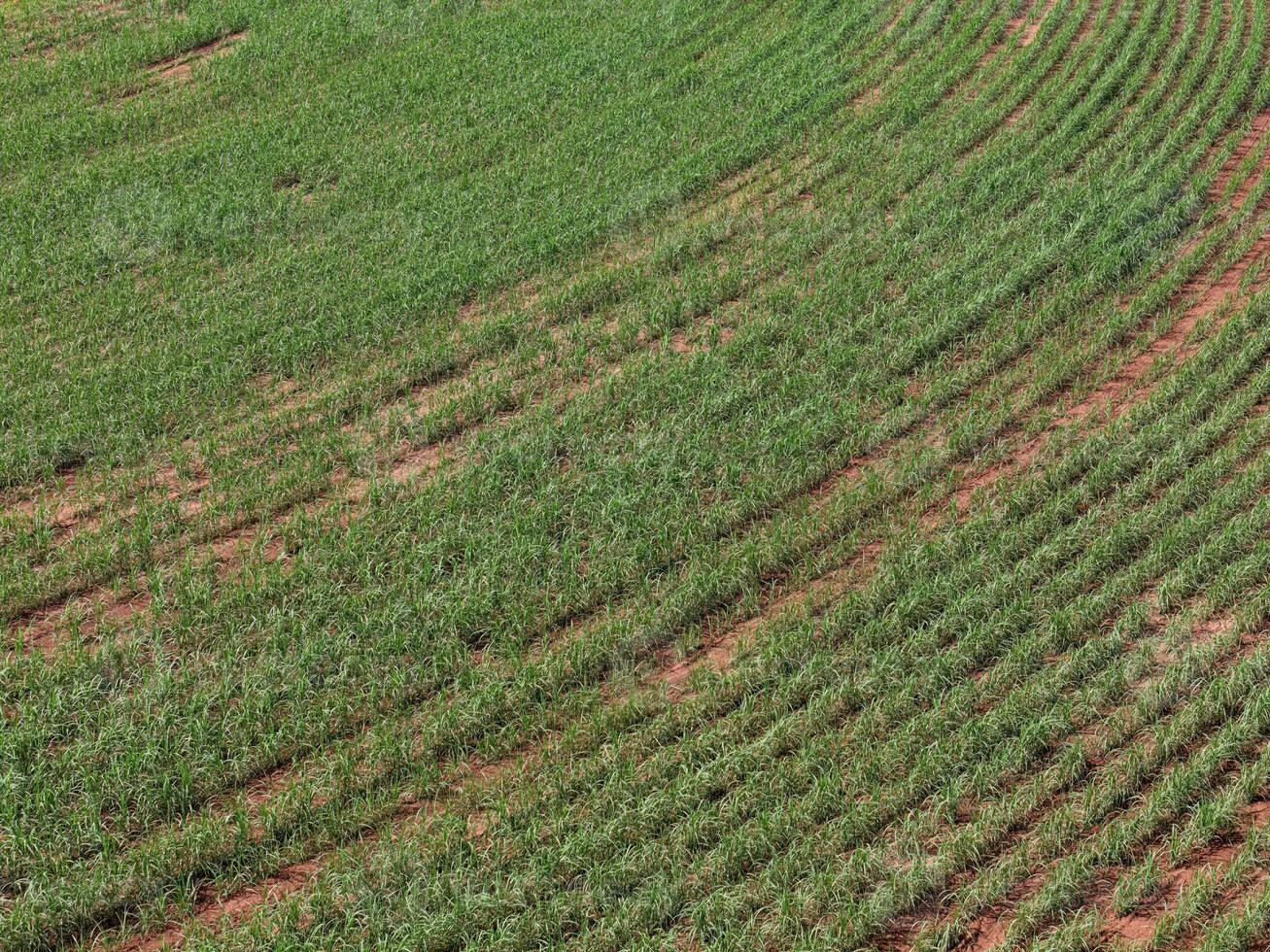 field sugar cane cultivation photo