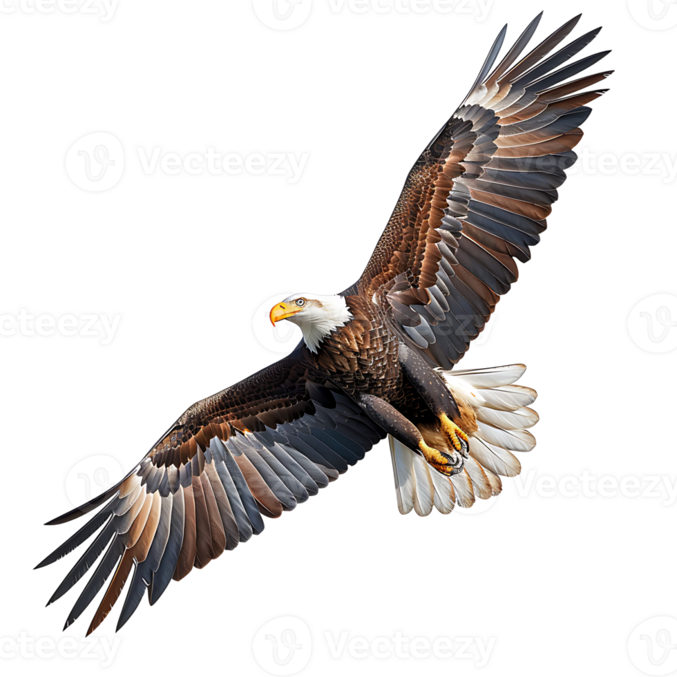 Bald eagle flying on isolated transparent background png