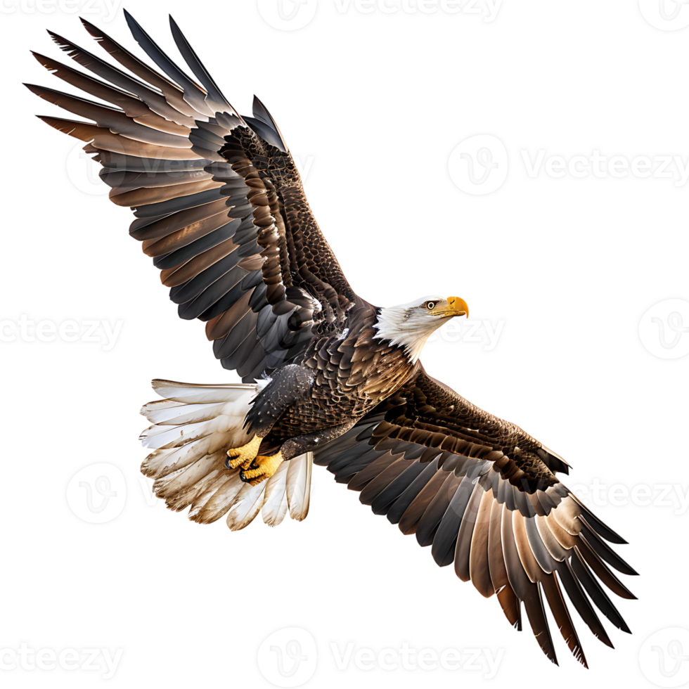 Bald eagle flying on isolated transparent background png